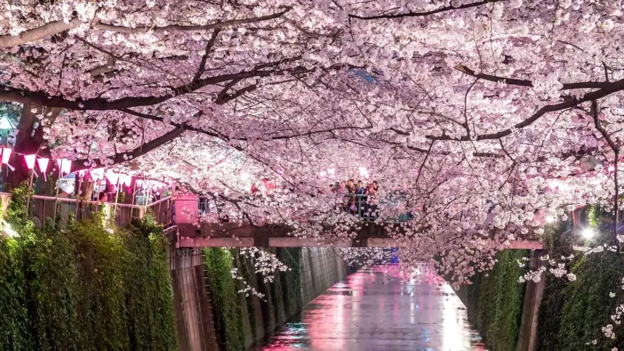 Magiczny widok kanału w Japonii, kiedy kwitną wiśnie. Różowe kwiaty tworzą tunel nad wodą, odbijając się w jej tafli.