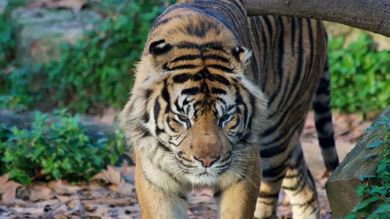 Tygrys wchodzi na ścieżkę w najlepszym zoo w Europie. Jego futro jest wspaniale prążkowane, a spojrzenie intensywne.