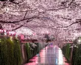 Magiczny widok kanału w Japonii, kiedy kwitną wiśnie. Różowe kwiaty tworzą tunel nad wodą, odbijając się w jej tafli.