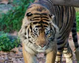 Tygrys wchodzi na ścieżkę w najlepszym zoo w Europie. Jego futro jest wspaniale prążkowane, a spojrzenie intensywne.