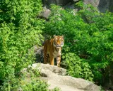 Tygrys w otoczeniu bujnej zieleni, jakby w swoim naturalnym środowisku. Może to być część największego zoo w Europie, gdzie zwierzęta mają przestronne wybiegi.