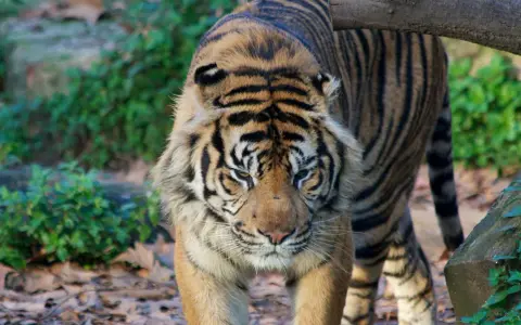 Tygrys wchodzi na ścieżkę w najlepszym zoo w Europie. Jego futro jest wspaniale prążkowane, a spojrzenie intensywne.