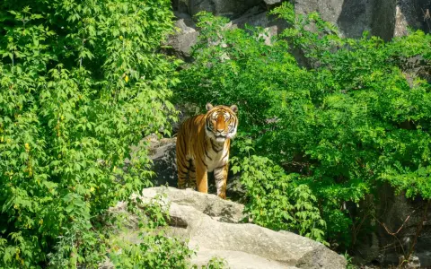 Tygrys w otoczeniu bujnej zieleni, jakby w swoim naturalnym środowisku. Może to być część największego zoo w Europie, gdzie zwierzęta mają przestronne wybiegi.