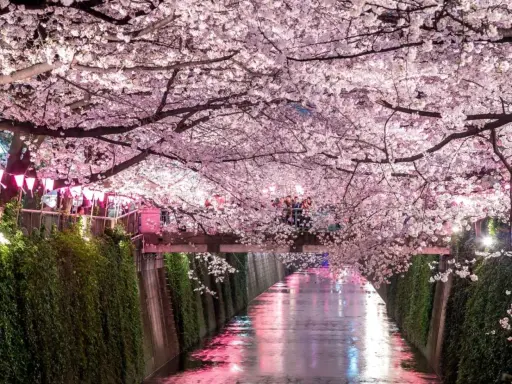 Magiczny widok kanału w Japonii, kiedy kwitną wiśnie. Różowe kwiaty tworzą tunel nad wodą, odbijając się w jej tafli.