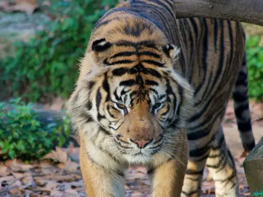 Tygrys wchodzi na ścieżkę w najlepszym zoo w Europie. Jego futro jest wspaniale prążkowane, a spojrzenie intensywne.