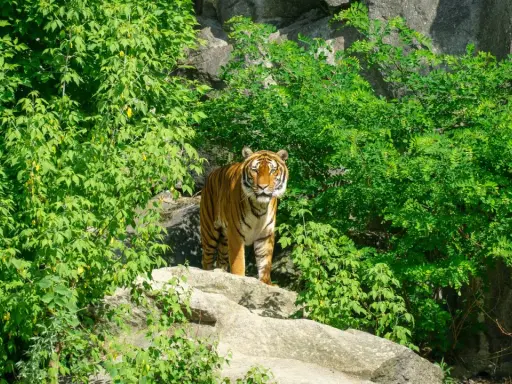 Tygrys w otoczeniu bujnej zieleni, jakby w swoim naturalnym środowisku. Może to być część największego zoo w Europie, gdzie zwierzęta mają przestronne wybiegi.