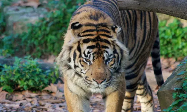 Tygrys wchodzi na ścieżkę w najlepszym zoo w Europie. Jego futro jest wspaniale prążkowane, a spojrzenie intensywne.