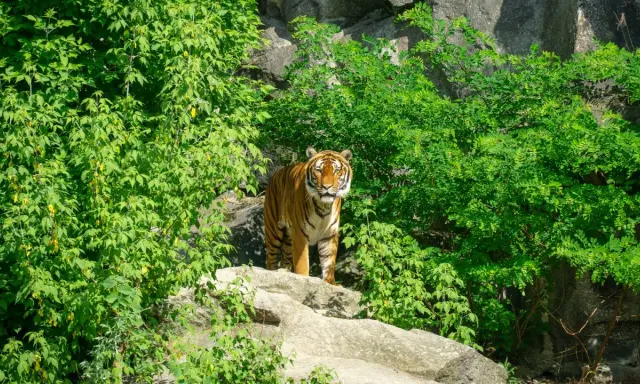 Tygrys w otoczeniu bujnej zieleni, jakby w swoim naturalnym środowisku. Może to być część największego zoo w Europie, gdzie zwierzęta mają przestronne wybiegi.