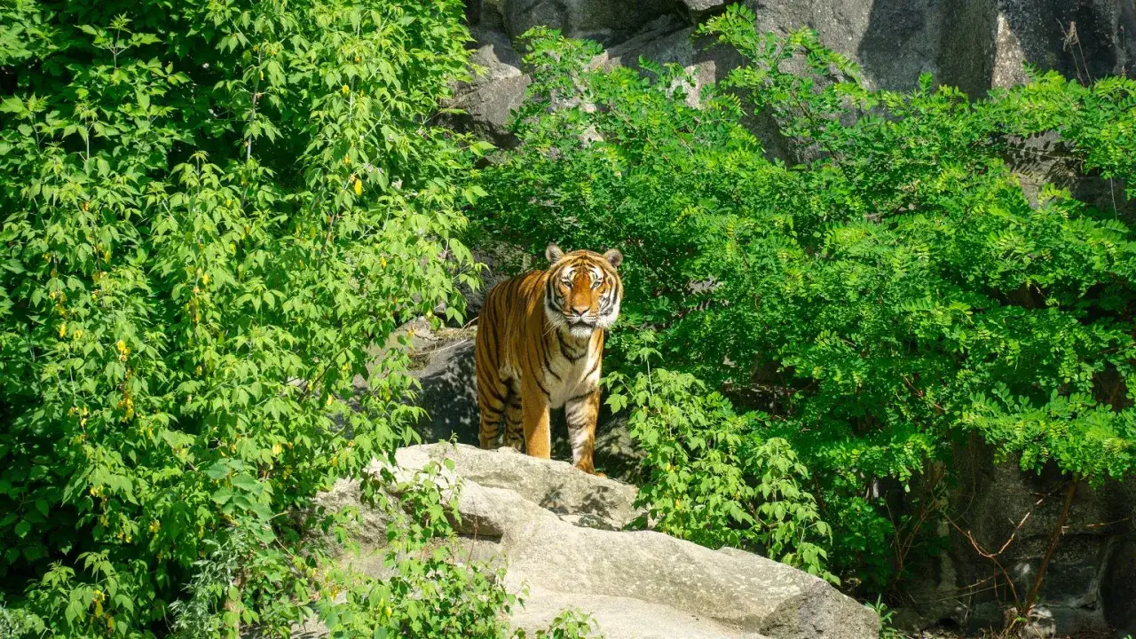 Tygrys stoi na skale w otoczeniu bujnej zieleni. To wspaniały widok, jakby z największego zoo w Europie.
