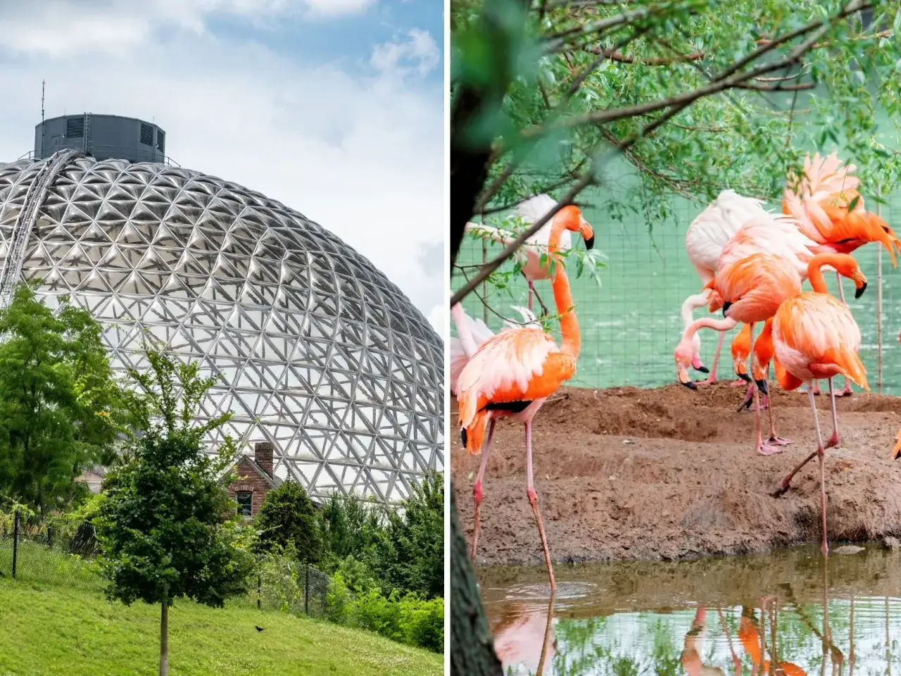 Geometryczna kopuła i stado flamingów – to miejsce to najlepsze zoo w Europie, oferujące niezwykłe widoki i zwierzęta.