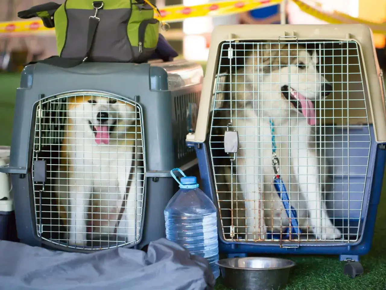 Dwa psy husky w transporterach, gotowe na podróż. Jeden piesek wygląda jakby właśnie miał lecieć samolotem.
